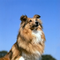 Picture of portrait of shetland sheepdog