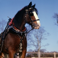 Picture of portrait of shire horse with decorations and harness  