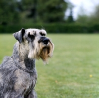 Picture of portrait of standard schnauzer