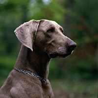 Picture of portrait of weimaraner looking serious