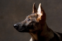 Picture of portrait of young german shepherd dog