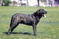 Picture of Portuguese Cattle dog (aka Cao de Castro Laboreiro)