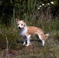 Picture of portuguese podengo, small, on grass