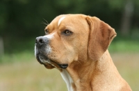 Picture of Portuguese Pointer, portrait