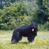 Picture of Portuguese Sheepdog (aka Cao da Serra de Aires)