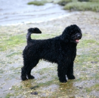 Picture of portuguese water dog in retriever clip standing on wet sand in usa