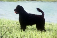 Picture of portuguese water dog in retriever clip near water in usa