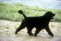 Picture of portuguese water dog in retriever clip, in usa running by shore
