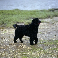 Picture of portuguese water dog in retriever clip, standing beside water in usa