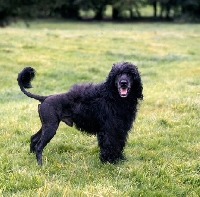 Picture of portuguese water dog looking at the camera, side view