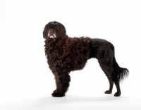 Picture of Portuguese Water Dog on white background