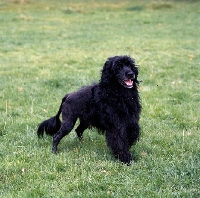 Picture of portuguese water dog standing on grass