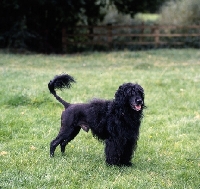 Picture of portuguese water dog standing on grass