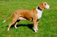 Picture of Posavac Hound, portrait