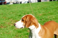 Picture of Posavac Hound, portrait