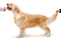 Picture of posed Australian Champion Golden Retriever, Santamaria Mandaleh 