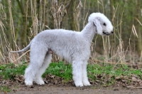 Picture of posed Bedlington Terrier