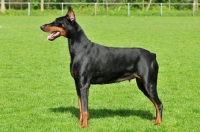 Picture of posed black and tan dobermann