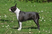 Picture of posed Boston Terrier