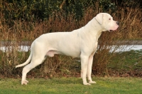 Picture of posed Dogo Argentino 