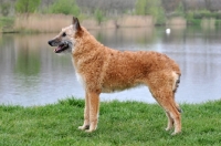 Picture of posed Laekenois (Belgian Shepherd)