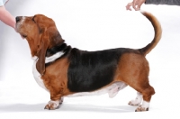 Picture of Posing a Champion Basset Hound