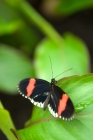 Picture of postman butterfly on a leaf