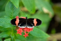 Picture of postman butterfly perched on flowers