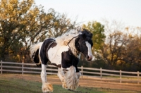 Picture of powerful Gypsy Vanner running