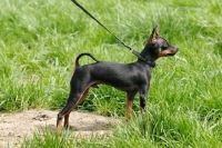 Picture of Prague Ratter on lead