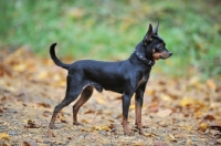Picture of prague ratter