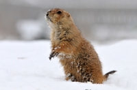 Picture of Prairie dog in snow