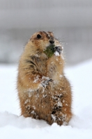 Picture of Prairie dog in winter