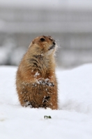 Picture of Prairie dog