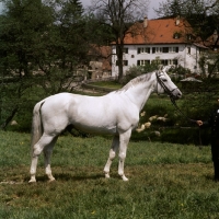 Picture of pregel, trakehner stallion at  marbach stud