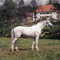 Picture of pregel, trakehner stallion at marbach stud 