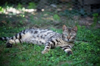 Picture of pregnant bengal cat resting in the grass