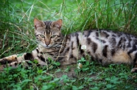 Picture of pregnant bengal cat resting in the grass