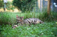 Picture of pregnant bengal cat resting in the grass