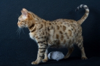 Picture of pregnant Bengal cat standing, black background, studio shot