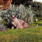 Picture of pregnant blue burmese cat in garden