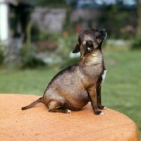 Picture of pregnant chihuahua sitting on a table