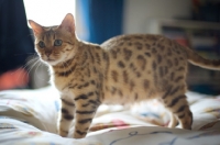 Picture of pregnant golden bengal cat standing on a bed