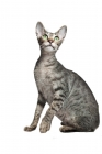 Picture of Pregnant peterbald cat