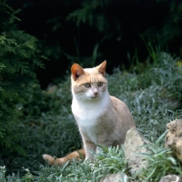 Picture of pretty cat in garden