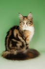 Picture of pretty main coon cat, tortie tabby and white colour