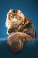Picture of pretty Persian on blue background
