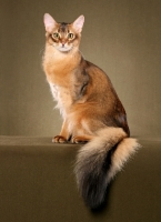 Picture of pretty Somali cat sitting on brown background