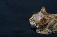 Picture of profile head shot of a Bengal male cat on black background, studio shot