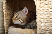 Picture of profile head shot of a Bengal cat crouched in a basket, studio shot